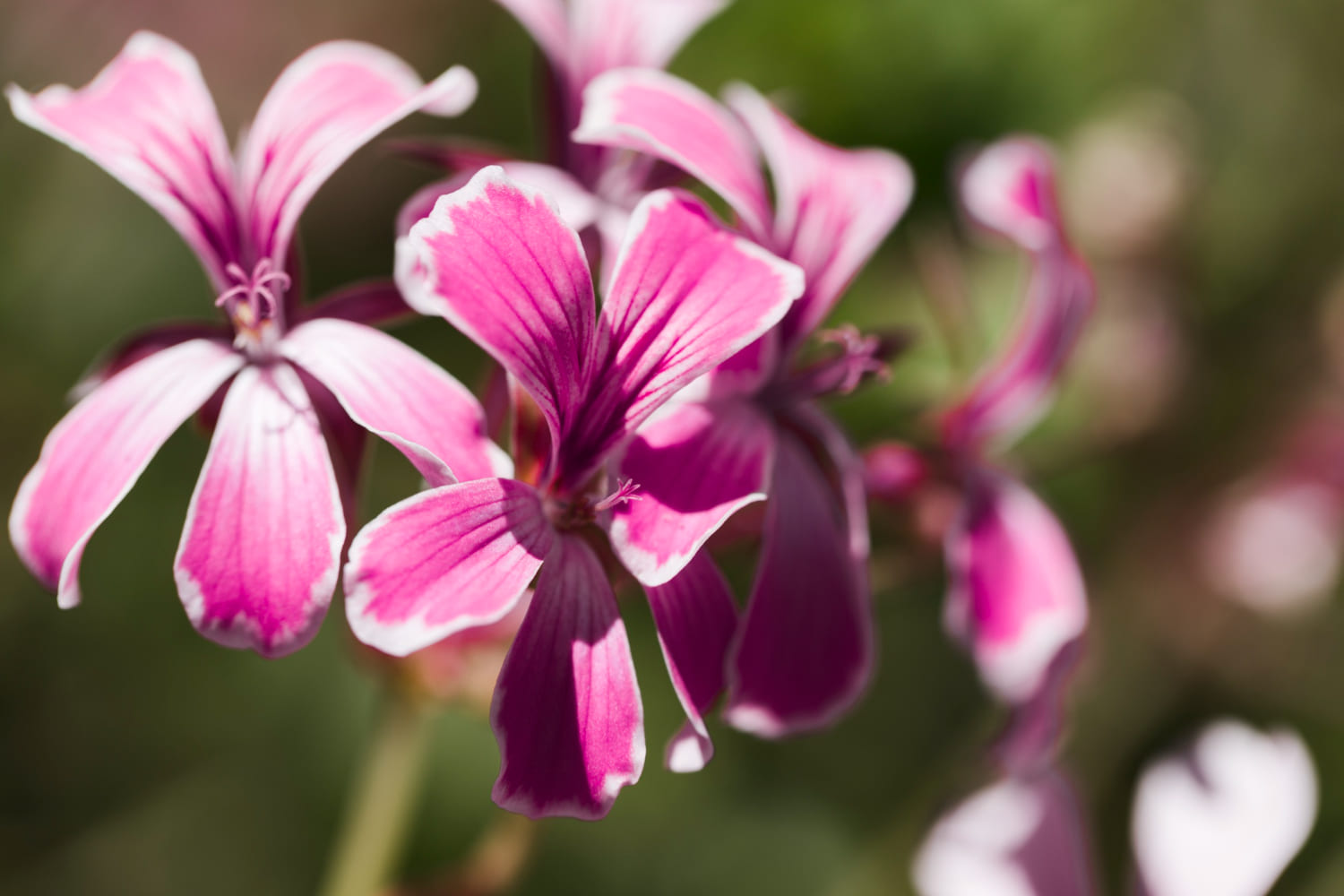 Pelargonium Sidoides